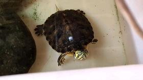 乌龟 视频,慢生活哲学的生动演绎