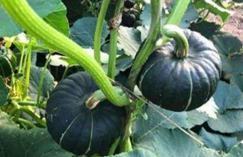 晚上九点吃瓜网红,揭秘网红晚宴背后的故事