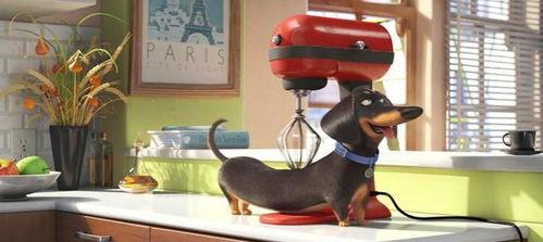 爱宠大机密免费观看雅酷,雅酷带你领略萌宠欢乐时光！