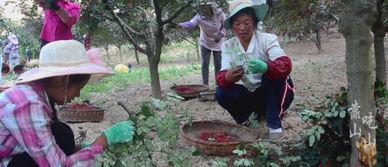 摘花视频摘,摘花视频背后的温馨故事