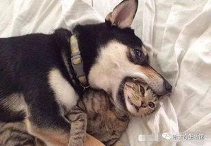 二狗爆料谢航视频播放在线观看,谢航视频在线播放，独家揭秘幕后真相