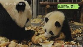 神秘人爆料熊猫视频大全,熊猫视频大全背后的秘密与趣事