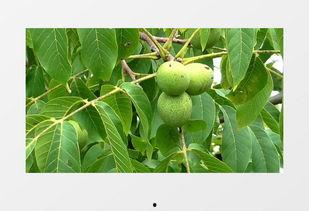 核桃树视频,探寻果实背后的生态奥秘